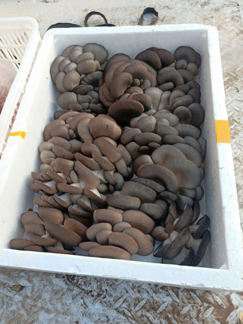 【蘑菇】优质平菇大量上市中货源充足品质高欢迎选购