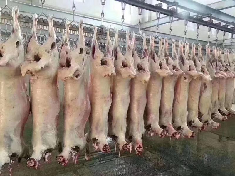 内蒙古锡林郭勒草原大羊白条，新鲜屠宰，没有膻味的羊肉。