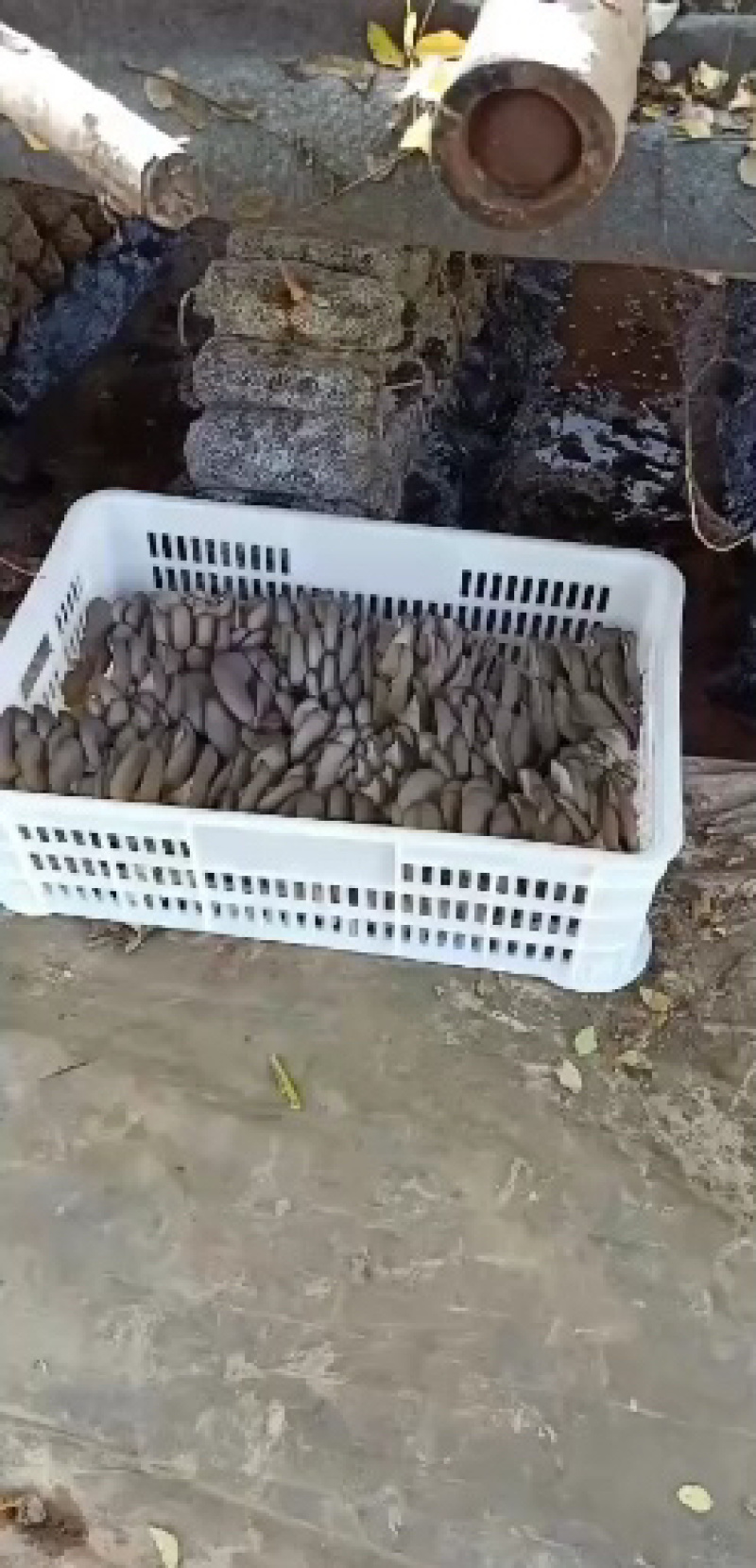 【蘑菇】优质平菇大量上市中货源充足品质高欢迎选购