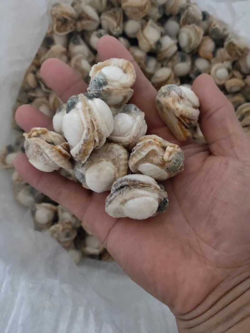 无沙无冰衣超好吃的扇贝肉