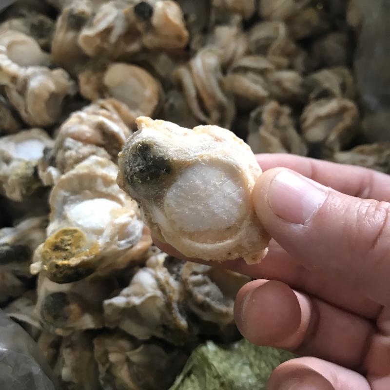 无沙无冰衣超好吃的扇贝肉
