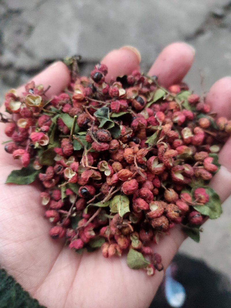 大红袍花椒红麻椒