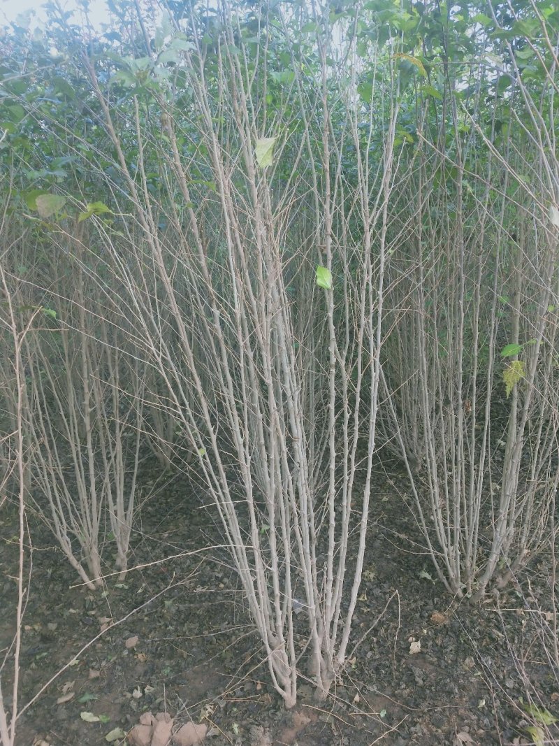 大冠幅木槿：供应各种大冠幅木槿