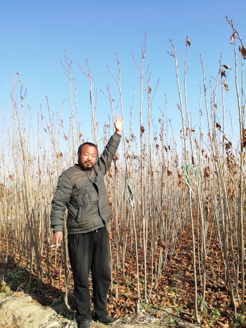 樱花小苗晚樱当年生晚樱小苗
