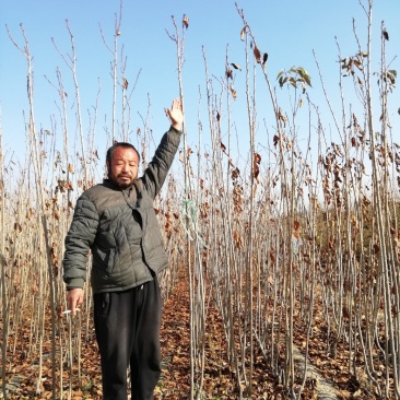 樱花小苗晚樱当年生晚樱小苗
