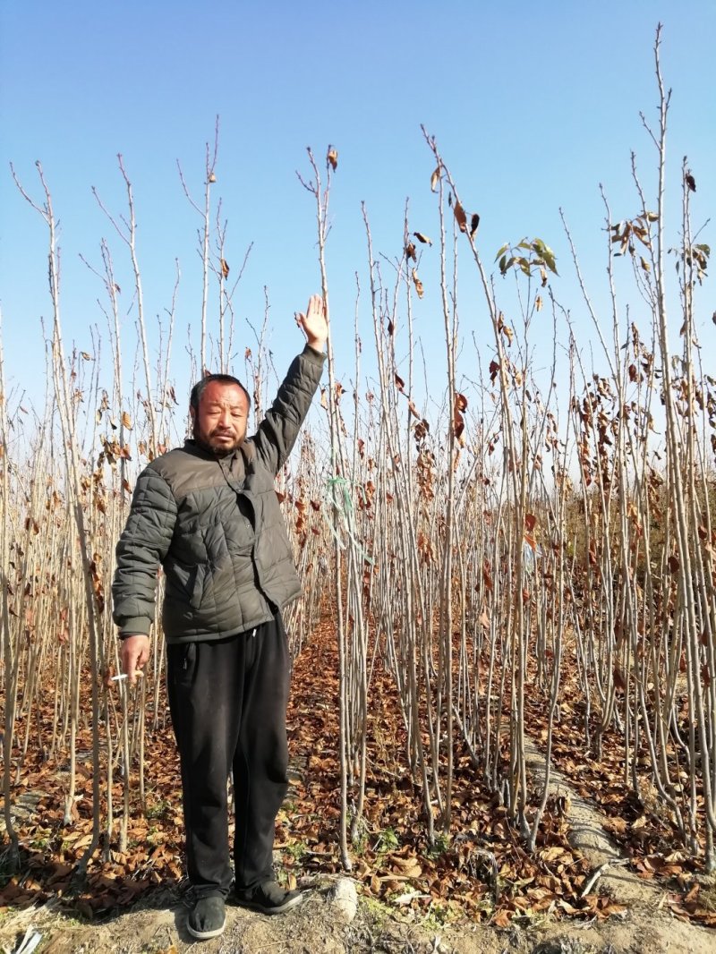 樱花小苗晚樱当年生晚樱小苗