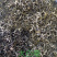 大白毫茉莉花茶广西横州市浓香型茉莉花茶产地
