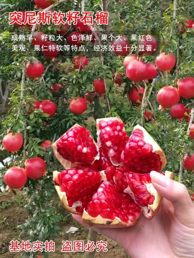 蒙阳红石榴苗，果粒饱满，品种纯正，全国包邮。全程技术指导
