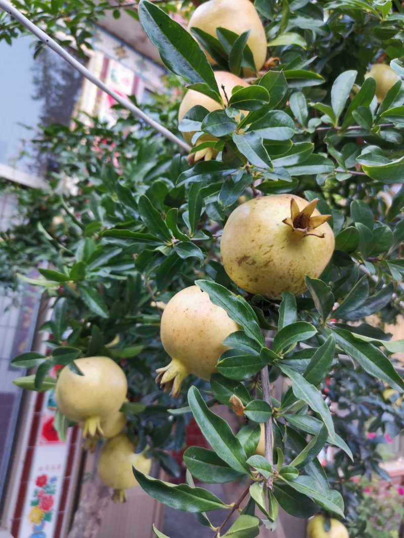 蒙阳红石榴苗，果粒饱满，品种纯正，全国包邮。全程技术指导