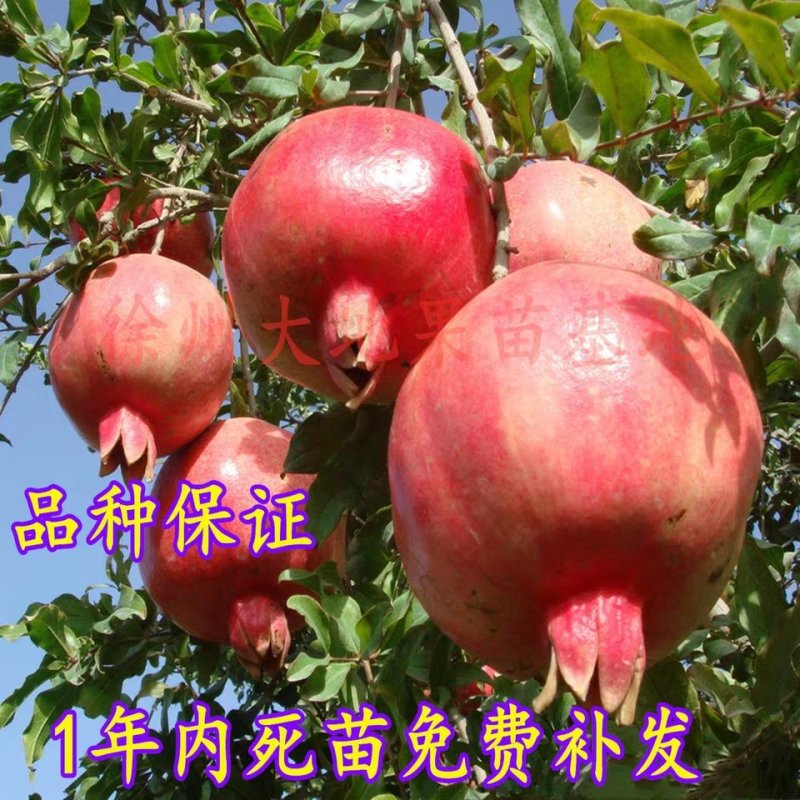 蒙阳红石榴苗，果粒饱满，品种纯正，全国包邮。全程技术指导