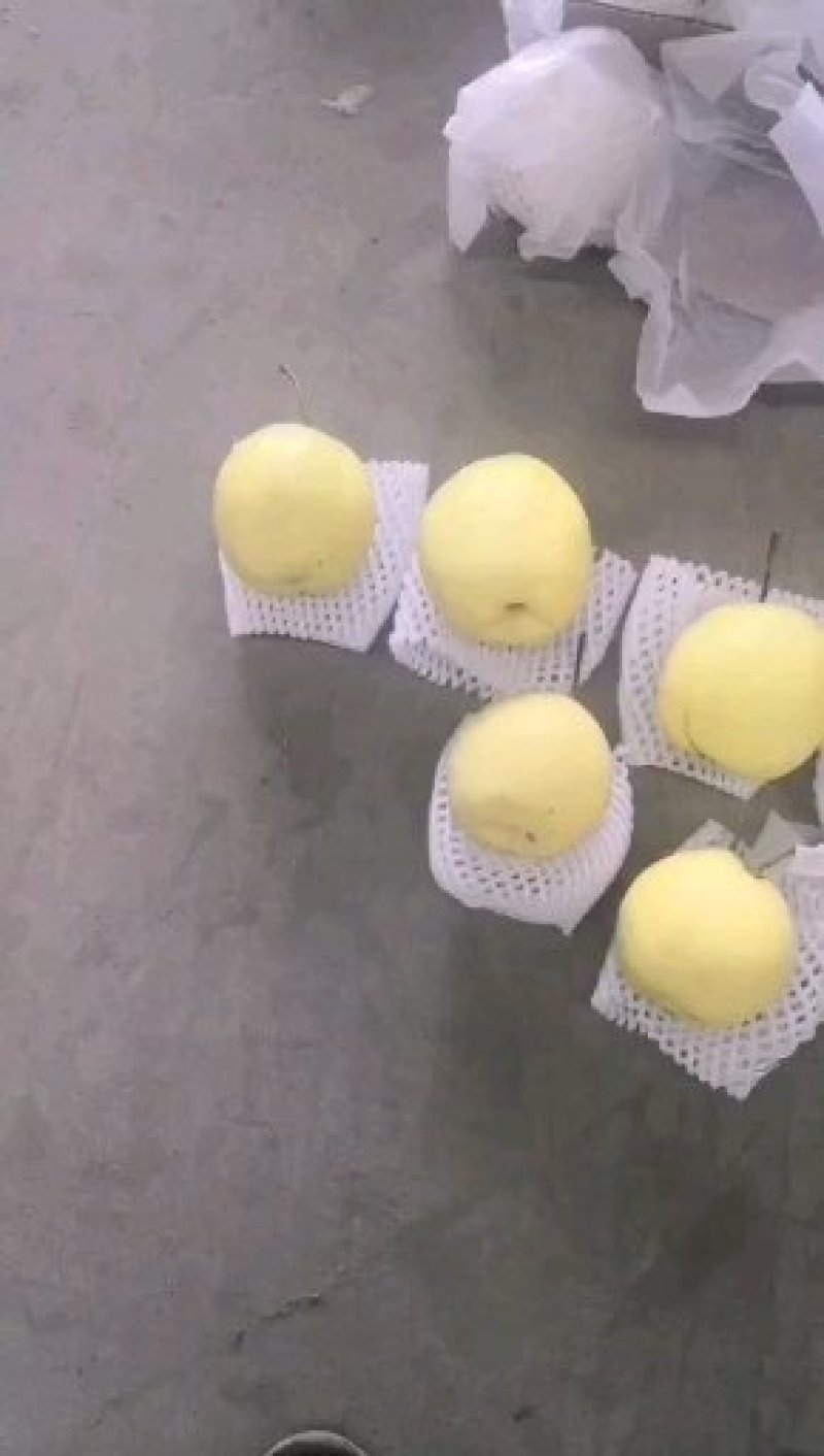 河北赵县雪花梨大量上市规格可选保质保量