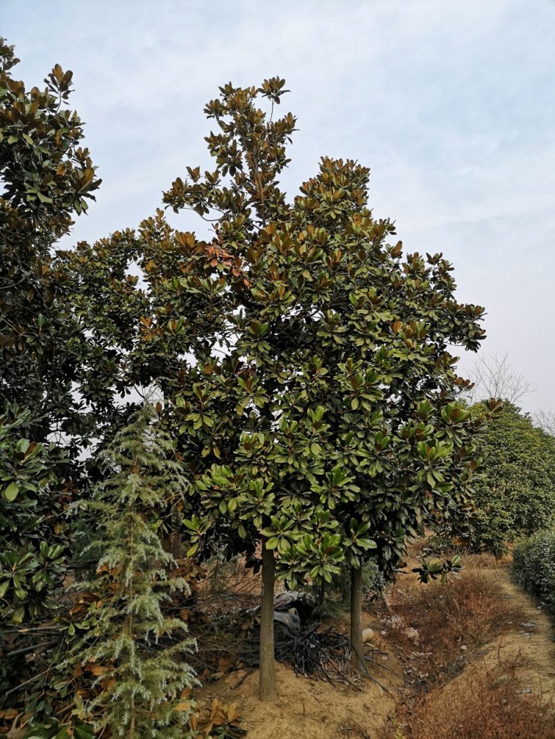 {有好货}广玉兰价格基地8公分10公分12公分