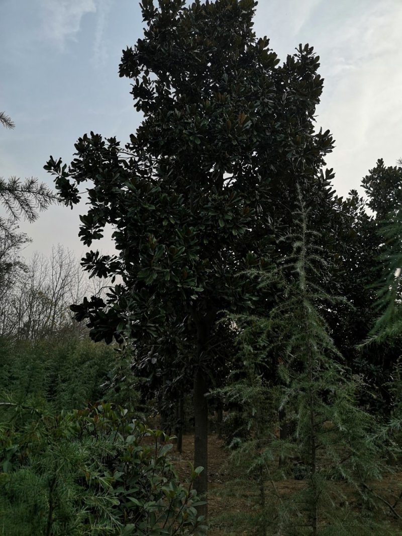{有好货}广玉兰价格基地8公分10公分12公分