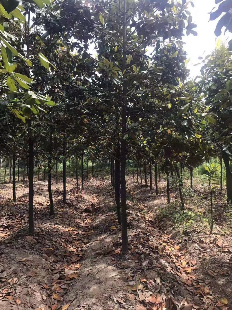 {有好货}广玉兰价格基地8公分10公分12公分
