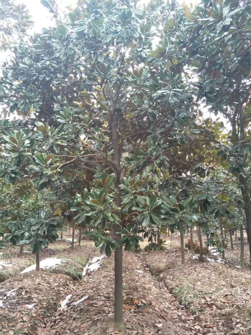 {有好货}广玉兰价格基地8公分10公分12公分
