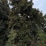 {有好货}广玉兰价格基地8公分10公分12公分