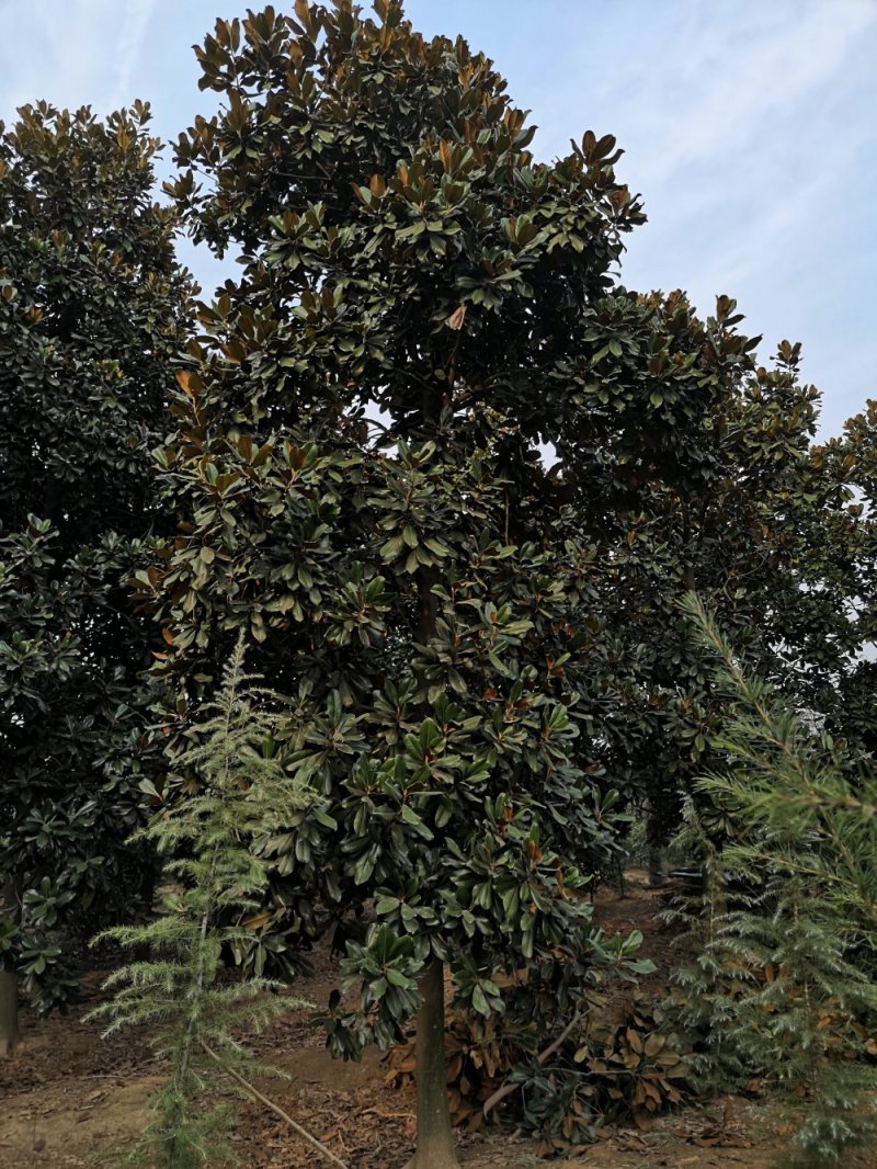 {有好货}广玉兰价格基地8公分10公分12公分