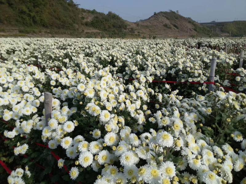 黄山贡菊批发，原产地货源