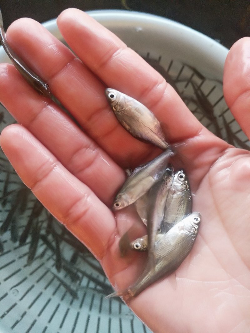 三角鲂（沙边苗鳊鱼苗）（包邮）