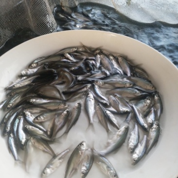 三角鲂(沙边苗鳊鱼苗)(包邮)