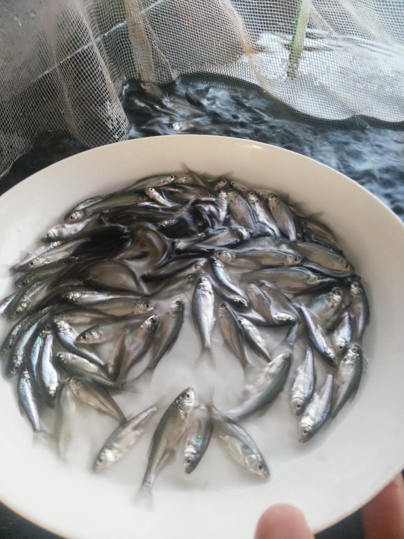 三角鲂（沙边苗鳊鱼苗）（包邮）