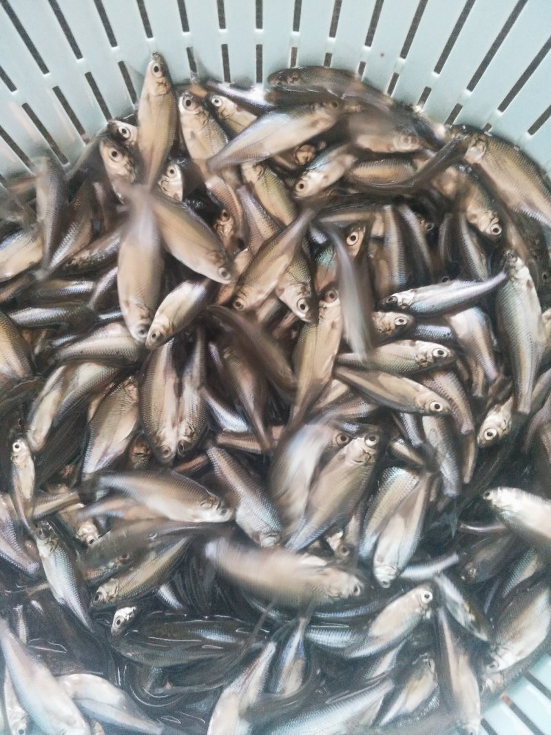 三角鲂（沙边苗鳊鱼苗）（包邮）