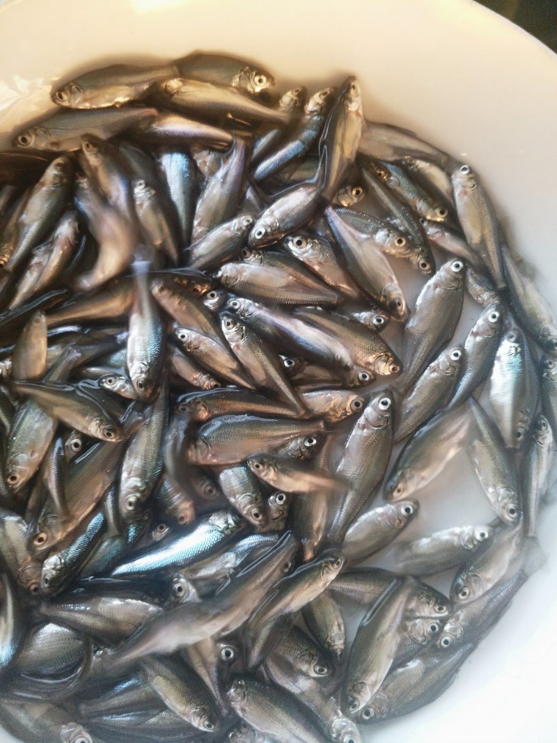 三角鲂（沙边苗鳊鱼苗）（包邮）