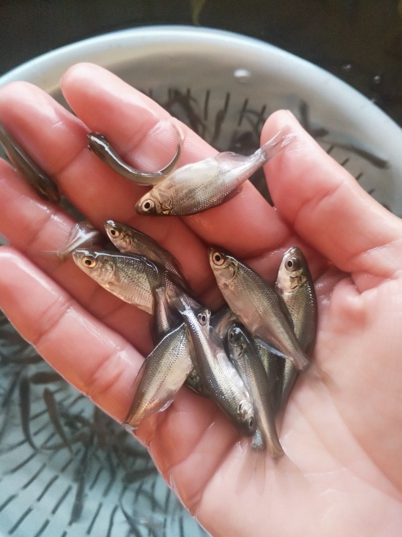三角鲂（沙边苗鳊鱼苗）（包邮）