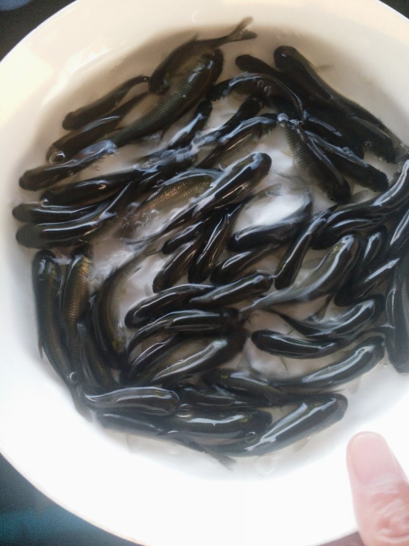 抗病毒草鱼苗（包邮质优）大小规格欢迎咨询