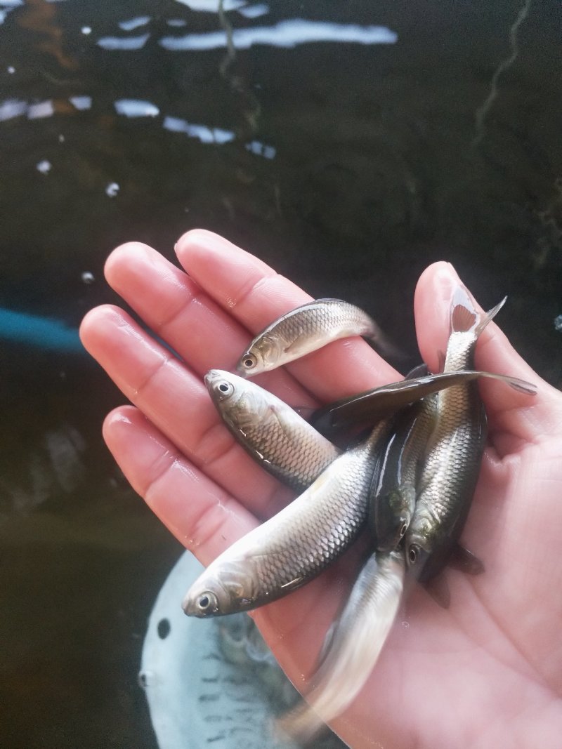 抗病毒草鱼苗（包邮质优）大小规格欢迎咨询