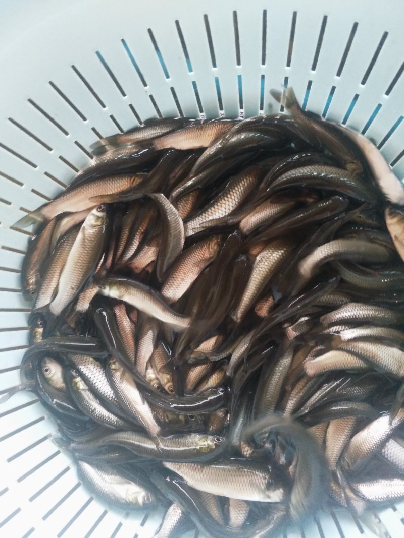 抗病毒草鱼苗（包邮质优）大小规格欢迎咨询