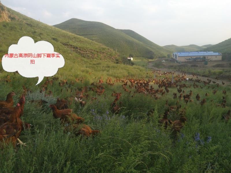 内蒙古高原农家散养土鸡129元（包邮）