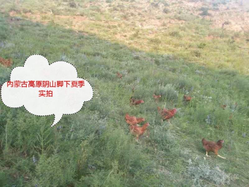 内蒙古高原农家散养土鸡129元（包邮）