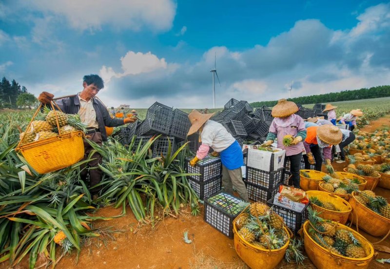 徐闻菠萝凤梨口感香甜肉质细腻产地代办欢迎参观