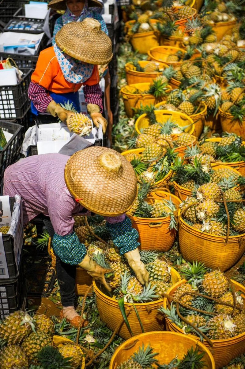 徐闻菠萝凤梨口感香甜肉质细腻产地代办欢迎参观