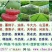 石参根种子新鲜当年种当年收