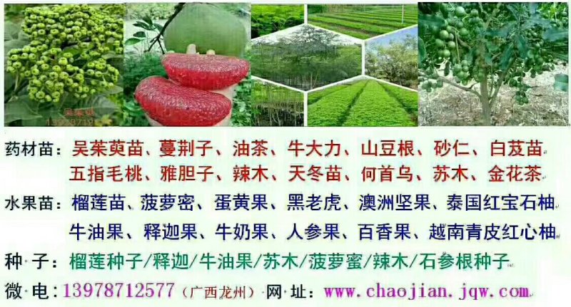 石参根种子新鲜当年种当年收