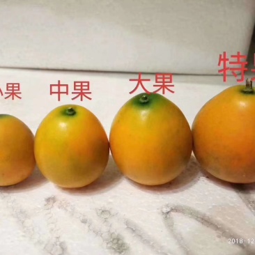 【一件代发】广西融安金桔滑皮新鲜水果当季整箱8斤包邮现摘现发