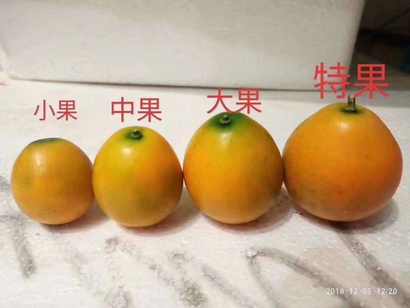 【一件代发】广西融安金桔滑皮新鲜水果当季整箱8斤包邮现摘现发