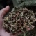 仙鹤草片，野生，深山药村。欢迎下单一手货源！。