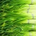 金乡新鲜蒜苔冷库太空蒜苔正在上市中