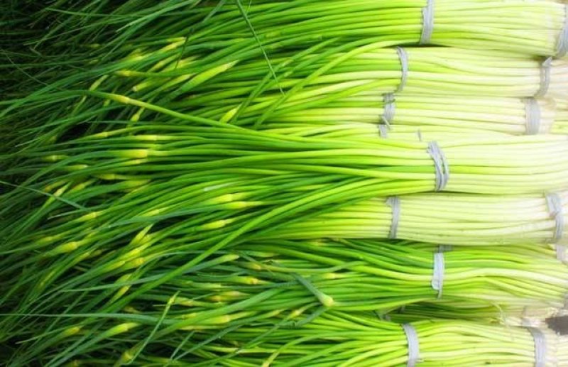 金乡新鲜蒜苔冷库太空蒜苔正在上市中