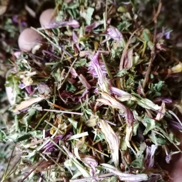 龙胆草，新货批发，紫花红花切断没切均有货一手货源欢迎订购