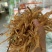 黄花菜中国西部黄花菜西北黄花菜