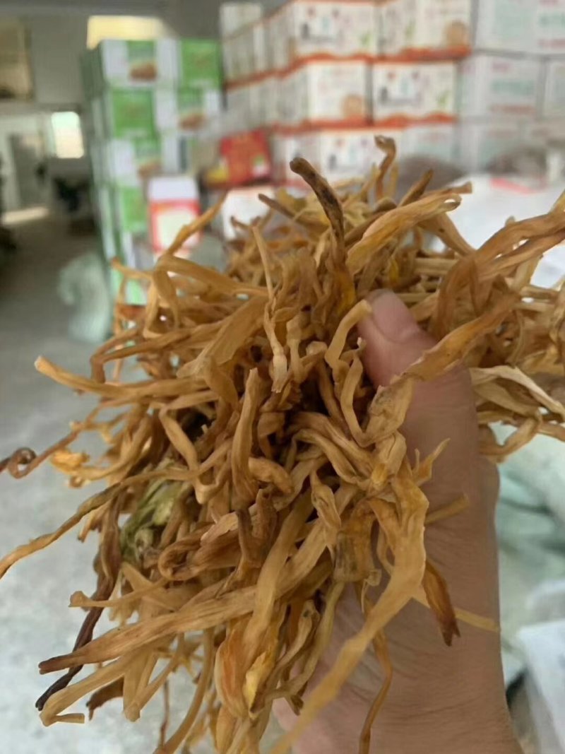 黄花菜中国西部黄花菜西北黄花菜