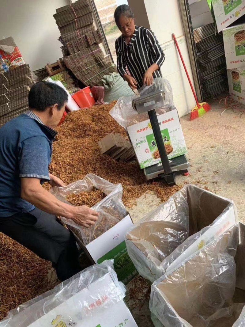 黄花菜中国西部黄花菜西北黄花菜