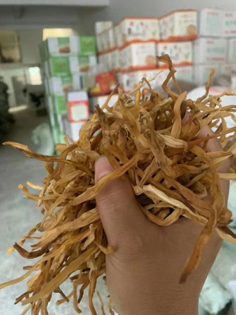 黄花菜中国西部黄花菜西北黄花菜