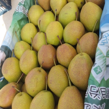 绥中优质红香酥梨咔咔甜脆产地对接大量供应