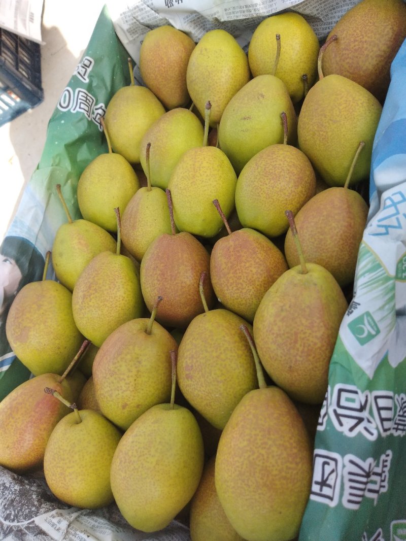 绥中优质红香酥梨咔咔甜脆产地对接大量供应