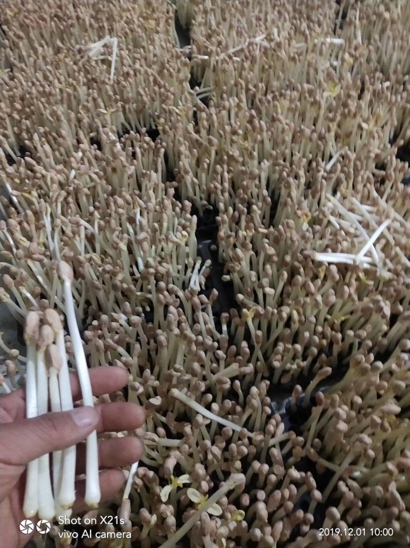 花生芽基地直发量大从优品质保障可长期合作